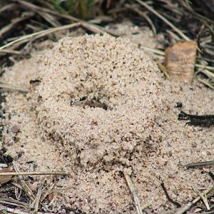 Entrance Ant-nest ( species ? )