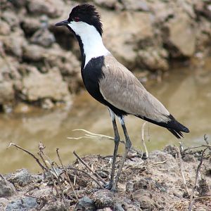 Spur-winged plover