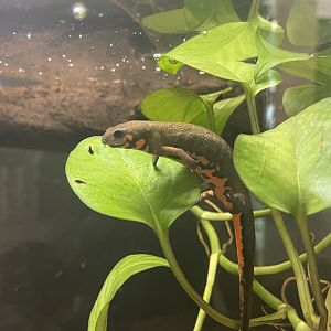 Chuxiong Blue-tailed Fire-bellied Newt