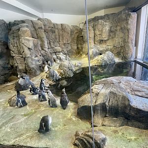Humboldt Penguin Exhibit