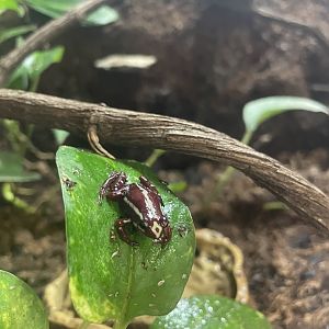 Anthony’s Poison Arrow Frog