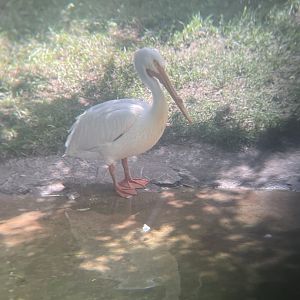 American White Pelican