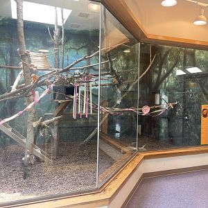 Golden Lion Tamarin Exhibit