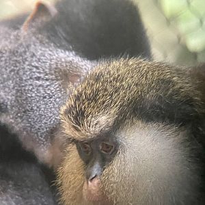 Blue Monkey and Mona Monkey