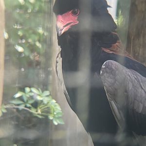 Bateleur Eagle