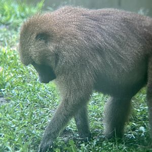 Guinea Baboon
