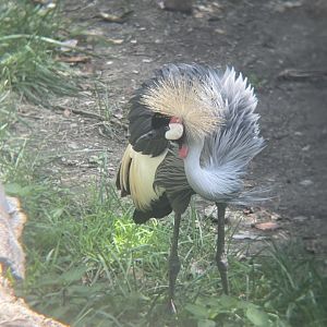 East African Crowned Crane
