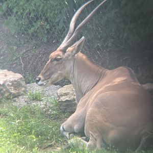Common Eland