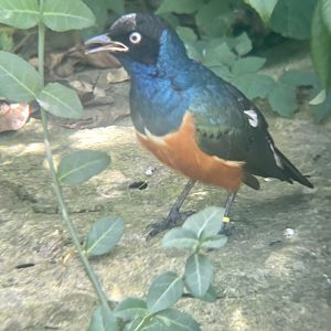 Superb Starling
