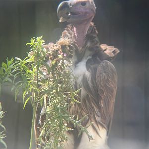 Lappet-faced Vulture