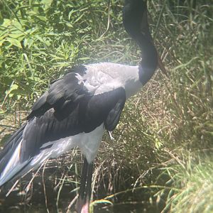 Saddle-billed Stork