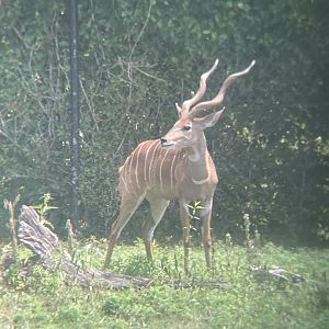 Lesser Kudu