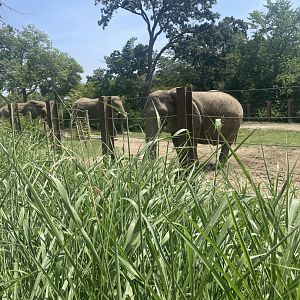 African Bush Elephants