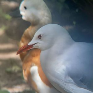Silver Gull and Ruddy Shelduck