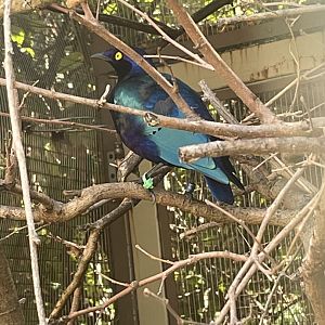 Purple Glossy Starling