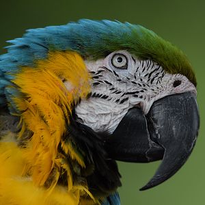 [July 2022] Tier Garten- blue-and-gold-macaw (Ara ararauna)