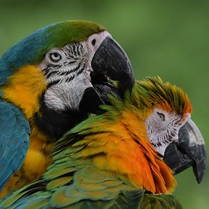 [July 2022] Tier Garten- blue-and-gold macaw (Ara ararauna) grooming Catalina macaw (Ara ararauna × Ara macao)