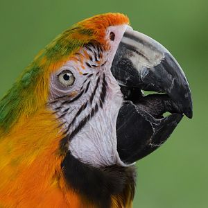 [July 2022] Tier Garten- Catalina macaw (Ara ararauna × Ara macao) drinking