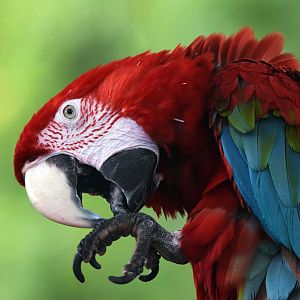 [July 2022] Tier Garten-red-and-green macaw (Ara chloropterus) grooming feet