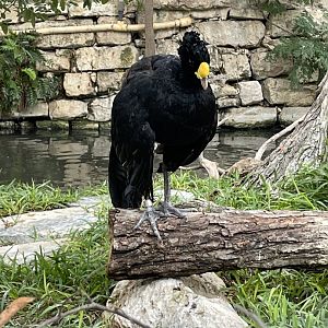 Great currasow (Crax rubra)