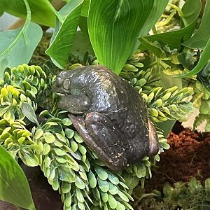 Unsigned frog in Discovery PLAYce