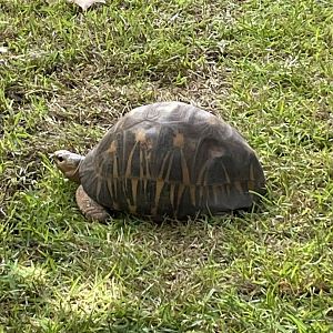 Radiated tortoise (Astrochelys radiata)