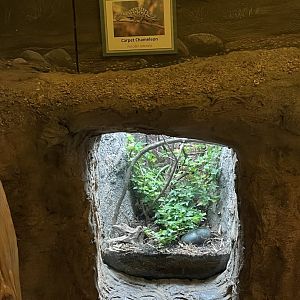 New carpet chameleon exhibit