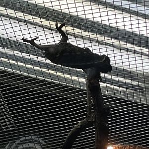 Carpet chameleon (Furcifer lateralis)