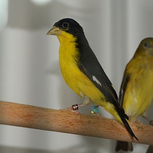 Colombian lesser goldfinch (Spinus psaltria colombianus)