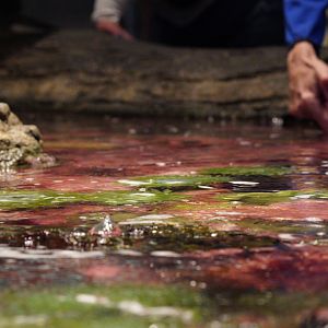 Tidepool Touch Tank