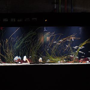 Eelgrass Biotope Display