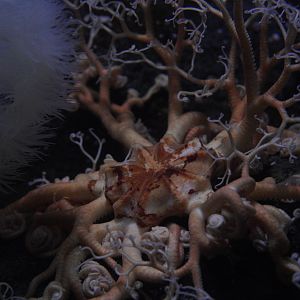 Basket Star