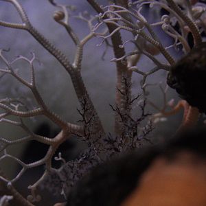 Basket Star