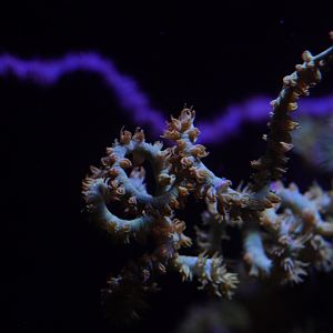Wire Coral