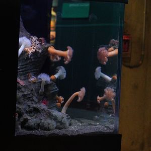 Puget Sound Filter Feeders Tank