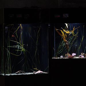 Lumpsucker and Pipefish Tanks