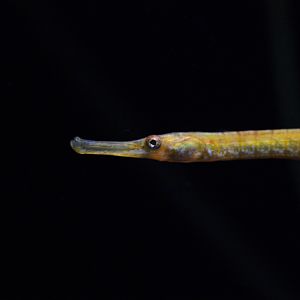 Bay Pipefish