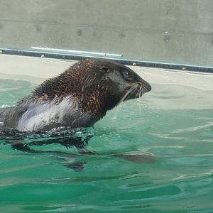 Northern Fur Seal
