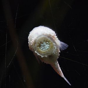 Pacific Spiny Lumpsucker