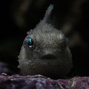 Pacific Spiny Lumpsucker