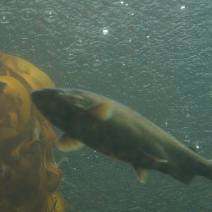 Underwater Dome during the Rain