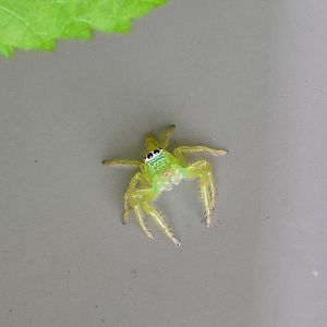 Green Jumping Spider, Mopsus mormon