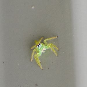 Green Jumping Spider, Mopsus mormon