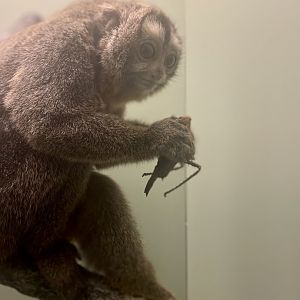 Northern Night Monkey