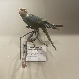 Carolina Parakeet