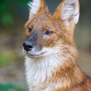 Dhole