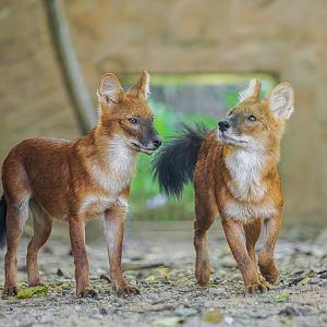 Dholes