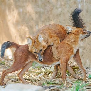 Dholes