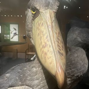 Shoebill