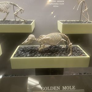 Giant Golden Mole